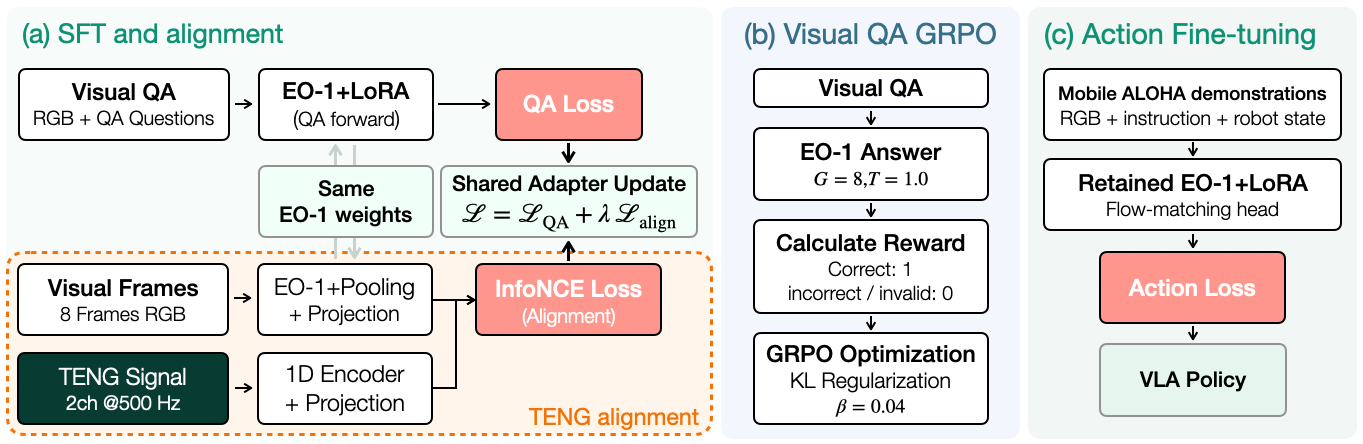 Three-stage architecture: shared-adapter QA SFT and TENG InfoNCE alignment, visual QA GRPO, and flow-matching action fine-tuning.